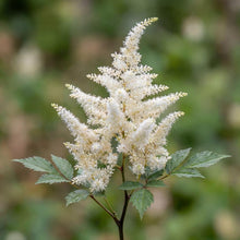 Load image into Gallery viewer, OpenPlantData Astilbe Brautschleier