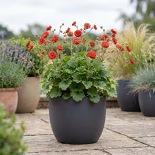 Load image into Gallery viewer, OpenPlantData Geum Stocrgeu