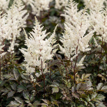 Load image into Gallery viewer, OpenPlantData Astilbe Moccachino