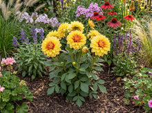 Load image into Gallery viewer, OpenPlantData Dahlia Dazzling Sun