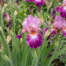 Load image into Gallery viewer, OpenPlantData Iris Autumn Rose