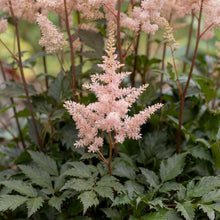 Load image into Gallery viewer, OpenPlantData Astilbe Chinensis Cookie Monsters Favourite
