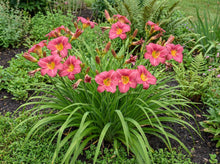 Load image into Gallery viewer, OpenPlantData Hemerocallis Summer Wine