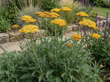 Load image into Gallery viewer, OpenPlantData Achillea Coronation Gold