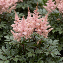 Load image into Gallery viewer, OpenPlantData Astilbe simplicifolia Sprite
