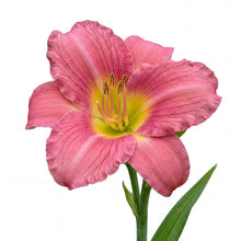 Load image into Gallery viewer, OpenPlantData Hemerocallis Summer Wine