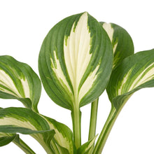 Load image into Gallery viewer, OpenPlantData Hosta Night Before Christmas
