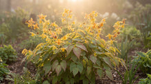 Load image into Gallery viewer, OpenPlantData Epimedium Amber Queen