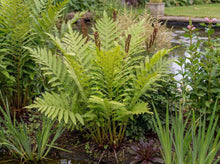 Load image into Gallery viewer, OpenPlantData Onoclea Sensibilis Fern Sensitive