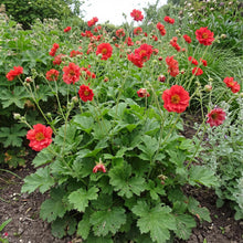 Load image into Gallery viewer, OpenPlantData Geum Firestarter