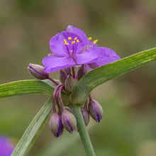 Load image into Gallery viewer, OpenPlantData Tradescantia Andersoniana Group Concord Grape