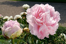 Load image into Gallery viewer, Dinner Plate (Herbaceous / Late Season)