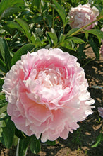 Load image into Gallery viewer, Dinner Plate (Herbaceous / Late Season)