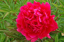 Load image into Gallery viewer, Paul M. Wild (Herbaceous / Mid Season)