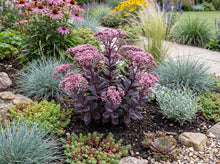 Load image into Gallery viewer, OpenPlantData Sedum Mojave Jewels Sapphire