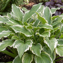 Load image into Gallery viewer, OpenPlantData Hosta Undulata Albomarginata