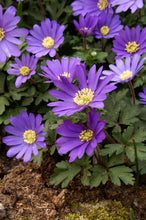 Load image into Gallery viewer, Anemone - Blue Shades 27336105