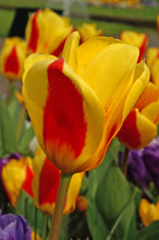 Load image into Gallery viewer, Tulip Kaufmanniana Stresa 25277212