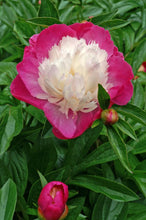 Load image into Gallery viewer, Santa Fe (Herbaceous / Mid Season)