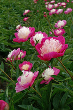 Load image into Gallery viewer, Santa Fe (Herbaceous / Mid Season)