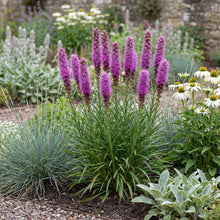 Load image into Gallery viewer, OpenPlantData Liatris spicata Goblin