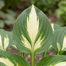 Load image into Gallery viewer, OpenPlantData Hosta Night Before Christmas