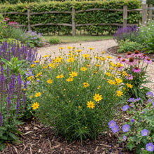 Load image into Gallery viewer, OpenPlantData Coreopsis verticillata Zagreb