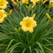 Load image into Gallery viewer, OpenPlantData Hemerocallis Happy Returns
