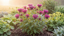 Load image into Gallery viewer, OpenPlantData Monarda Bee Free