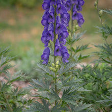 Load image into Gallery viewer, OpenPlantData Aconitum napellus