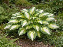 Load image into Gallery viewer, OpenPlantData Hosta Color Festival