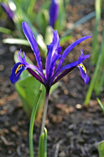 Load image into Gallery viewer, Iris Botanical - Reticulata Harmony 27456105