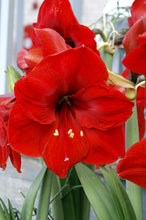 Load image into Gallery viewer, Amaryllis - Red Lion 80145