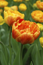 Load image into Gallery viewer, Tulip Double Late Sun Lover 23167212