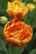 Load image into Gallery viewer, Tulip Double Late Sun Lover 23167212