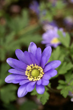 Load image into Gallery viewer, Anemone - Blue Shades 27336105