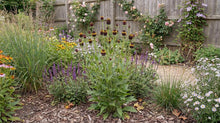 Load image into Gallery viewer, OpenPlantData Rudbeckia Occidentalis Black Beauty
