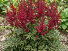 Load image into Gallery viewer, OpenPlantData Astilbe x arendsii Fanal