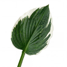 Load image into Gallery viewer, OpenPlantData Hosta Minuteman