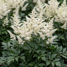 Load image into Gallery viewer, OpenPlantData Astilbe Mojito