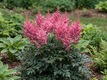 Load image into Gallery viewer, OpenPlantData Astilbe chinensis Vision in Pink