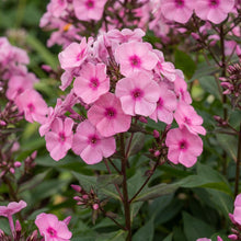 Load image into Gallery viewer, OpenPlantData Phlox Larissa