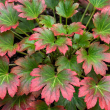 Load image into Gallery viewer, OpenPlantData Mukdenia rossii Karasuba