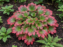 Load image into Gallery viewer, OpenPlantData Mukdenia rossii Karasuba