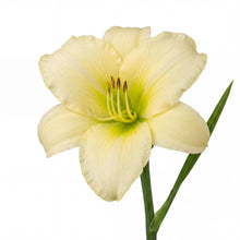 Load image into Gallery viewer, OpenPlantData Hemerocallis Joan Senior