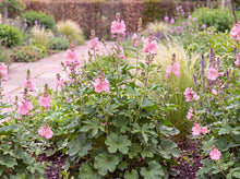 Load image into Gallery viewer, OpenPlantData Sidalcea Elsie Heugh