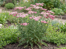 Load image into Gallery viewer, OpenPlantData Achillea millefolium Ending Blue