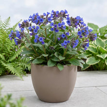 Load image into Gallery viewer, OpenPlantData Pulmonaria Blue Ensign