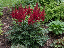 Load image into Gallery viewer, OpenPlantData Astilbe Arendsii Fanal