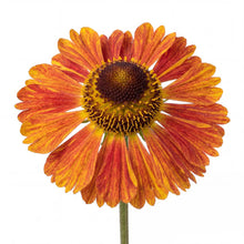 Load image into Gallery viewer, OpenPlantData Helenium Tie Dye